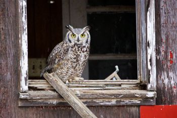 Great Horned Owl in an abandoned building in western Stanley County.