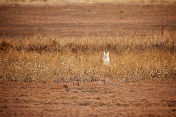 A coyote in his winter coat resting in some tall grass between prairie dog towns at Badlands National Park.