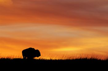 A lone bison bull against a western Minnehaha County sunset.