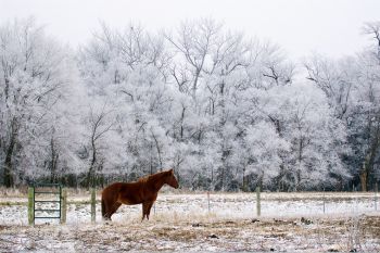 Frost just outside of Forestburg along the James River with a lone horse providing a bit of color.
