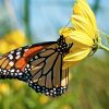 The Coteau Hills ponds and potholes nourish wildflowers that lure Monarch butterflies. Photo by Christian Begeman.