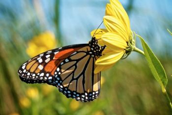 The <a href='http://southdakotamagazine.com/rodeo-coteau-hills'>Coteau Hills</a> ponds and potholes nourish wildflowers that lure Monarch butterflies. Photo by Christian Begeman.