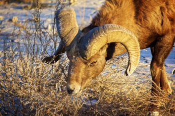 Thistle provides an early morning snack for this bighorn ram.