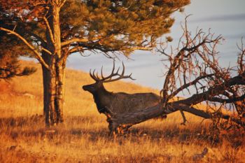 Morning elk at Wind Cave National Park.