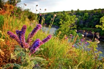 Blooming leadplant along the Dells of the Big Sioux near Dell Rapids.