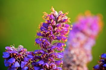 A close-up of the leadplant flower.