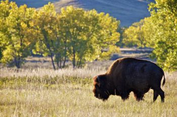 A bison bull grazing in the Sage Creek valley