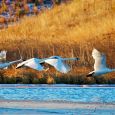Trumpeter swans take flight at LaCreek National Wildlife Refuge near Martin.
