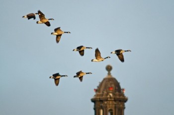 A flock of Canada geese in their familiar “V” formation pass by the tip of the Capitol dome.