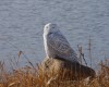 Kelly Preheim of Armour took this photo on December 28th  at the Lake Andes National Wildlife Refuge. The owl was sleeping so she was able to get close with her  little point and shoot camera. 