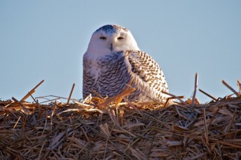 This is the best winter in years to spot snowy owls in South Dakota. Christian Begeman found this one near Okobojo Bay on Dec. 26.