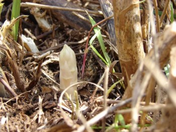 A spear of asparagus pokes through the soil near Forestburg. Photos by Debey Senska. Click to enlarge.