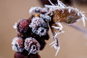 Frost on berries at the Big Sioux Recreation Area.
