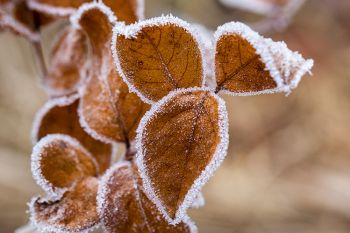 Frosted leaves at the Big Sioux Recreation Area.