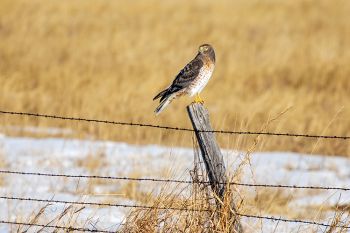 A northern harrier along a Custer County road.