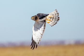Northern harrier just after take-off.