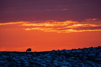Sunset color above a grazing cow in the White River hills in northeastern Jackson County.