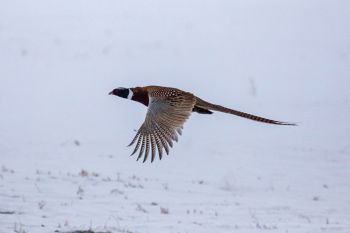 Pheasant on Christmas Eve in rural Brown County.