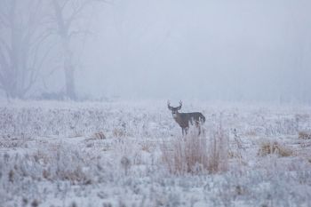 Whitetail buck just east of Houghton.