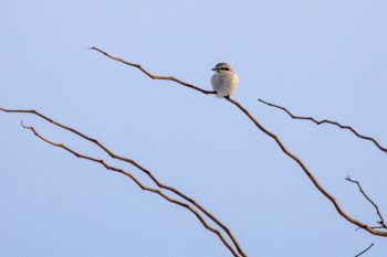 Northern Shrike along the Foster Bay road.
