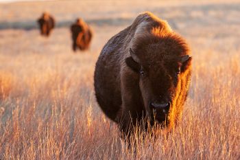 American Bison at dawn in Wind Cave National Park.