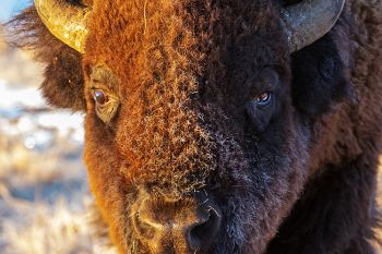 Frost on a bull bison.