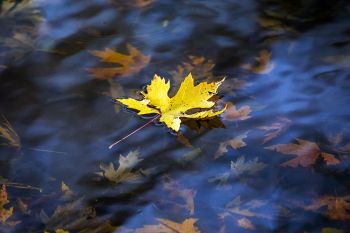 A newly fallen leaf on a mudflat pool at the Big Sioux Recreation Area.