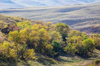 Fall colors on the flanks of the Cheyenne River breaks near Bridger.
