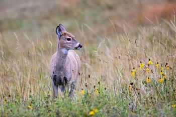 A fawn with yellow coneflowers in October at Custer State Park.