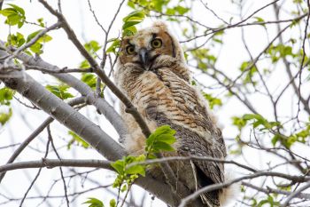 Fledgling great horned owl in rural Walworth County.