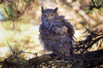 Great horned owl waking up for his nighttime activities in Custer State Park.