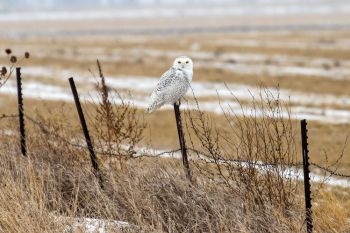 Snowy owl number three in rural Spink County.
