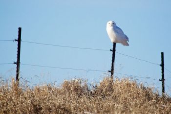 White male snowy owl in Day County a few years back.