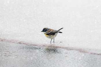 A yellow-rumped warbler on slush/ice at the Outdoor Campus in Sioux Falls.