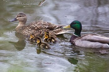 New family members for this mallard drake and hen at the Outdoor Campus in Sioux Falls (spring 2019).