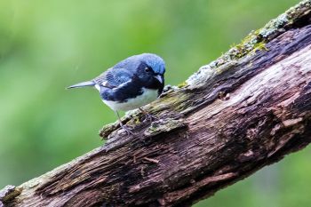 A rare black-throated blue warbler at Palisades State Park (spring 2019).