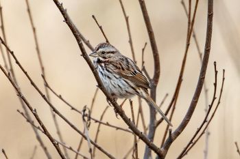 Song sparrow at Beaver Creek Nature Area south of Brandon.