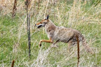A coyote mother hurrying to her den in Wind Cave National Park.