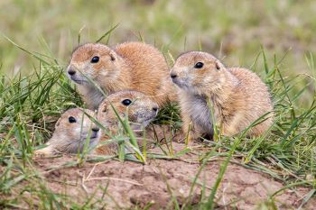 Young prairie dogs at Wind Cave National Park.