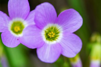 Violet woodsorrel in bloom at the Dells of the Big Sioux near Dell Rapids.