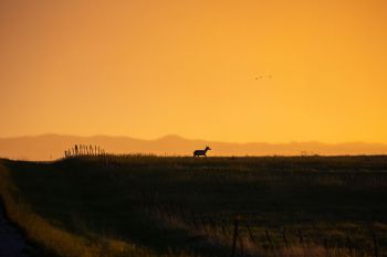 Looking west from the same location, a lone pronghorn was silhouetted against the evening sky.