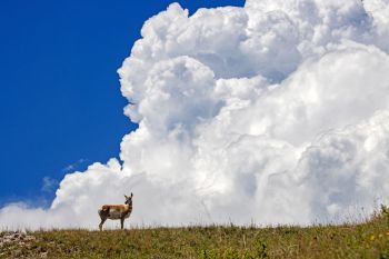 A thunderhead builds over a pronghorn at Wind Cave National Park.