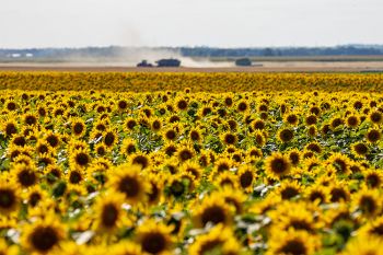Sunflowers and wheat harvest in Hand County.