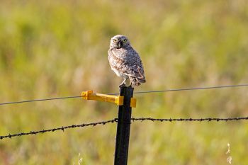 Burrowing owl giving me the what for in Hand County.