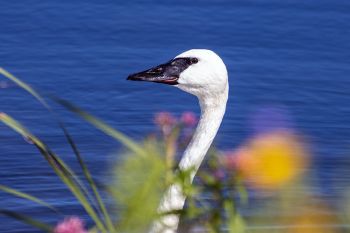 Trumpeter swan with wildflower foreground in Deuel County.