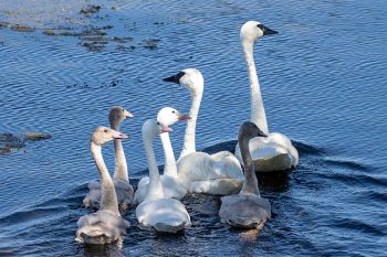 The full swan family swimming away from yours truly.