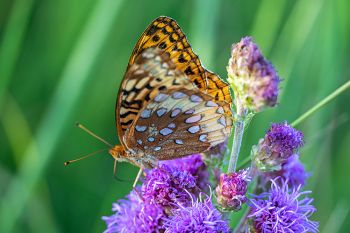 Great spangled fritillary found along a fen southwest of Marvin.