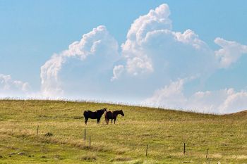 Horses, pasture and clouds as seen from the road south of Strandburg.
