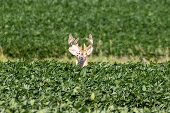Two whitetails in velvet in a soybean field near Ree Heights.