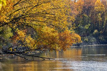 Fall adorned branches overhanging the Big Sioux River north of Sioux Falls.